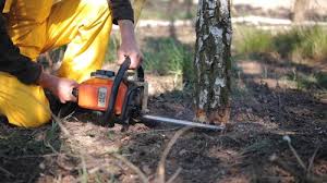 Best Tree Removal Services  in Port Hadlock Irondale, WA